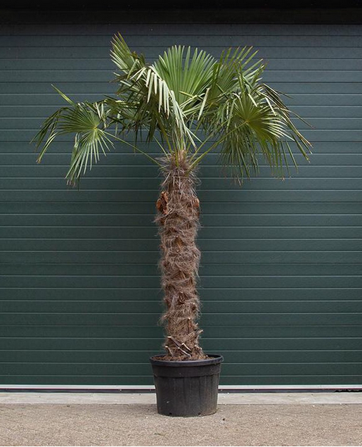 Chinese waaierpalm 300 cm stamhoogte Trachycarpus Fortunei 400 cm