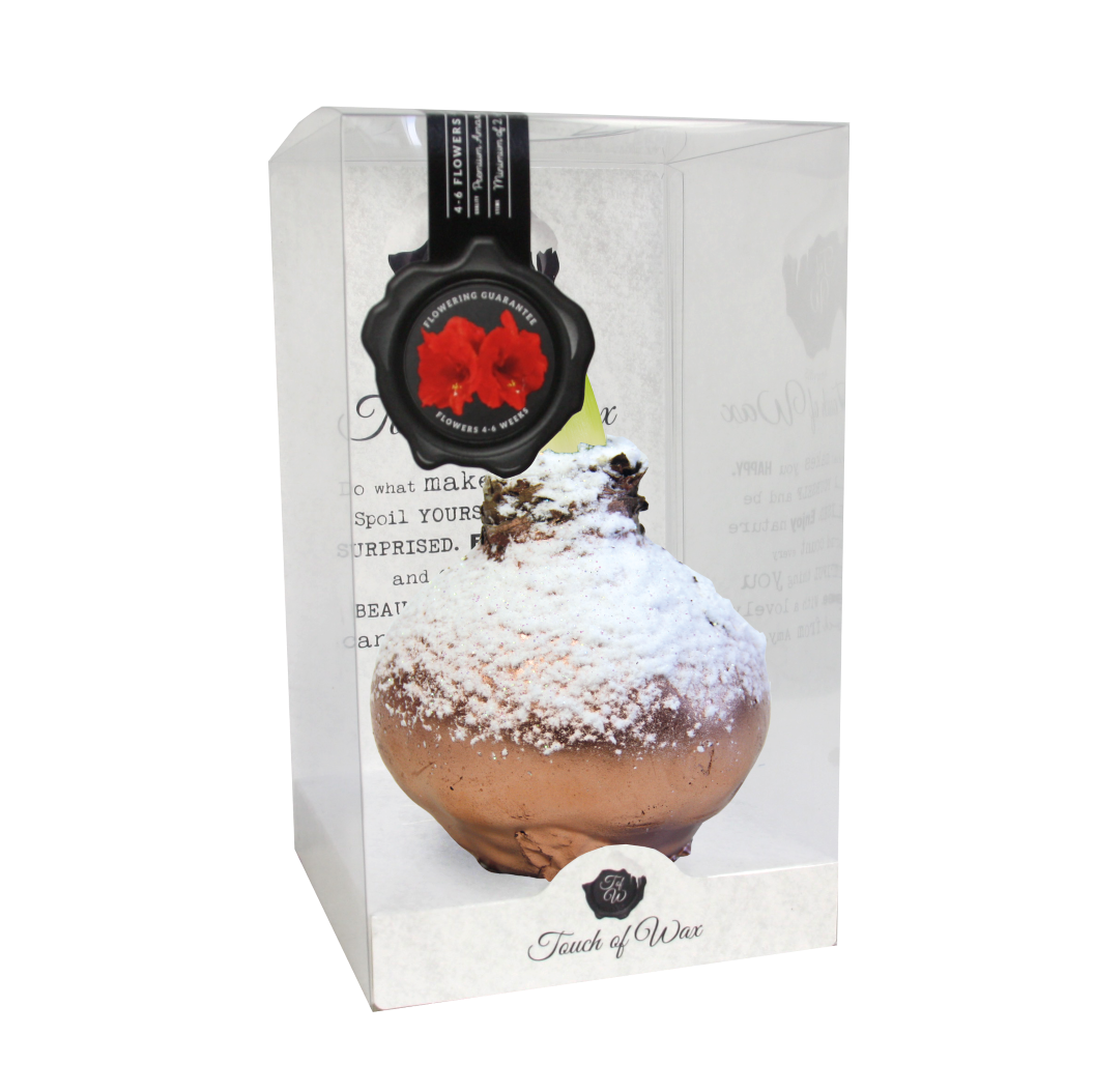 Bloembol Rode Amaryllis Wax kaarsvet Snow Koper cadeauverpakking 'Zwart Karton' Kebol - Warentuin Natuurlijk