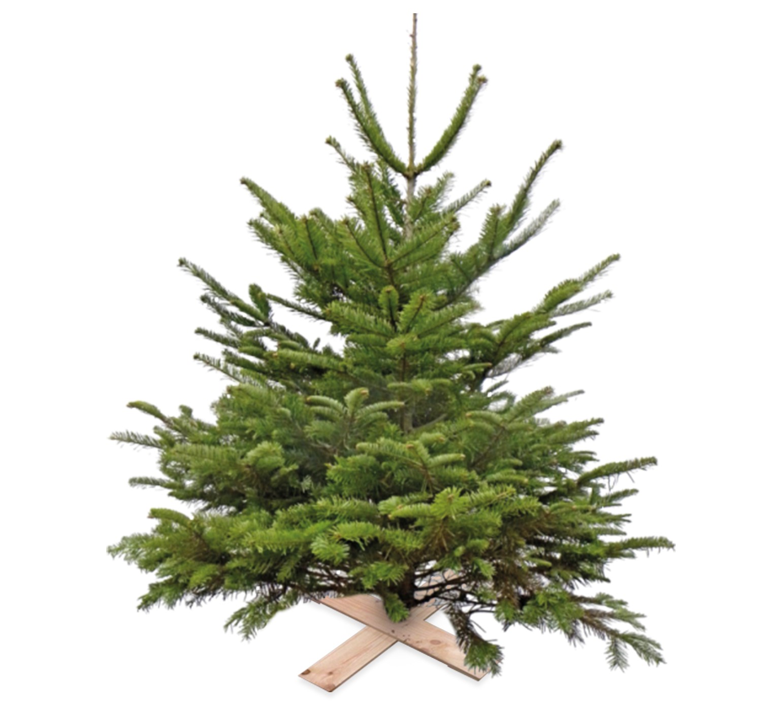 Super Actie Kerstboom Nordman Gezaagd 125 - 150 cm excl pot/kruisvoet - Warentuin Natuurlijk
