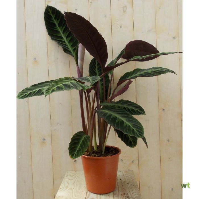 Calathea met grote bladeren groen 60 cm Warentuin Natuurlijk