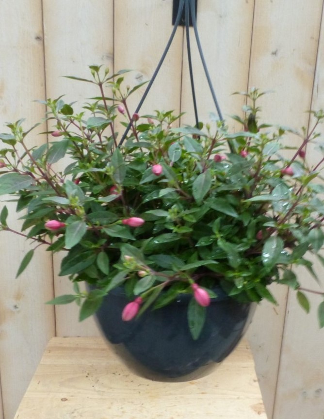 Fuchsia in hangpot donkerroze