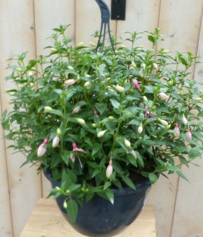 Fuchsia in hangpot lichtroze