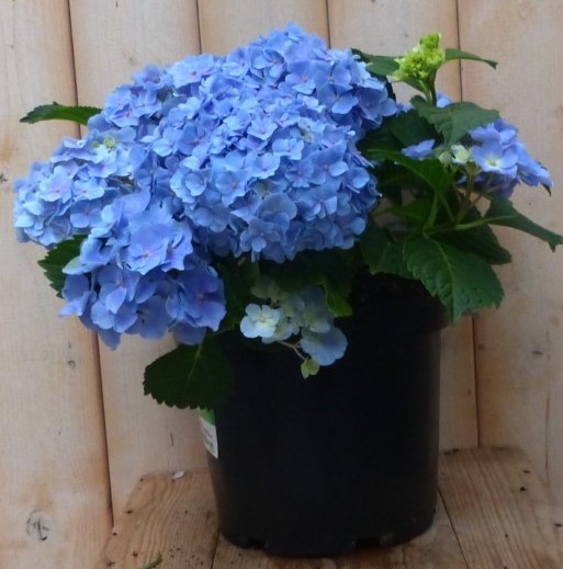 Hortensia Hydrangea blauw 40 cm