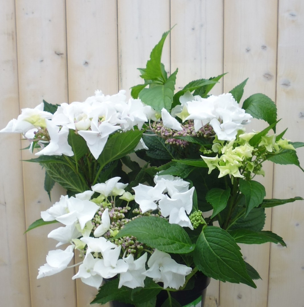 Hortensia Hydrangea wit randjesbloem 40 cm