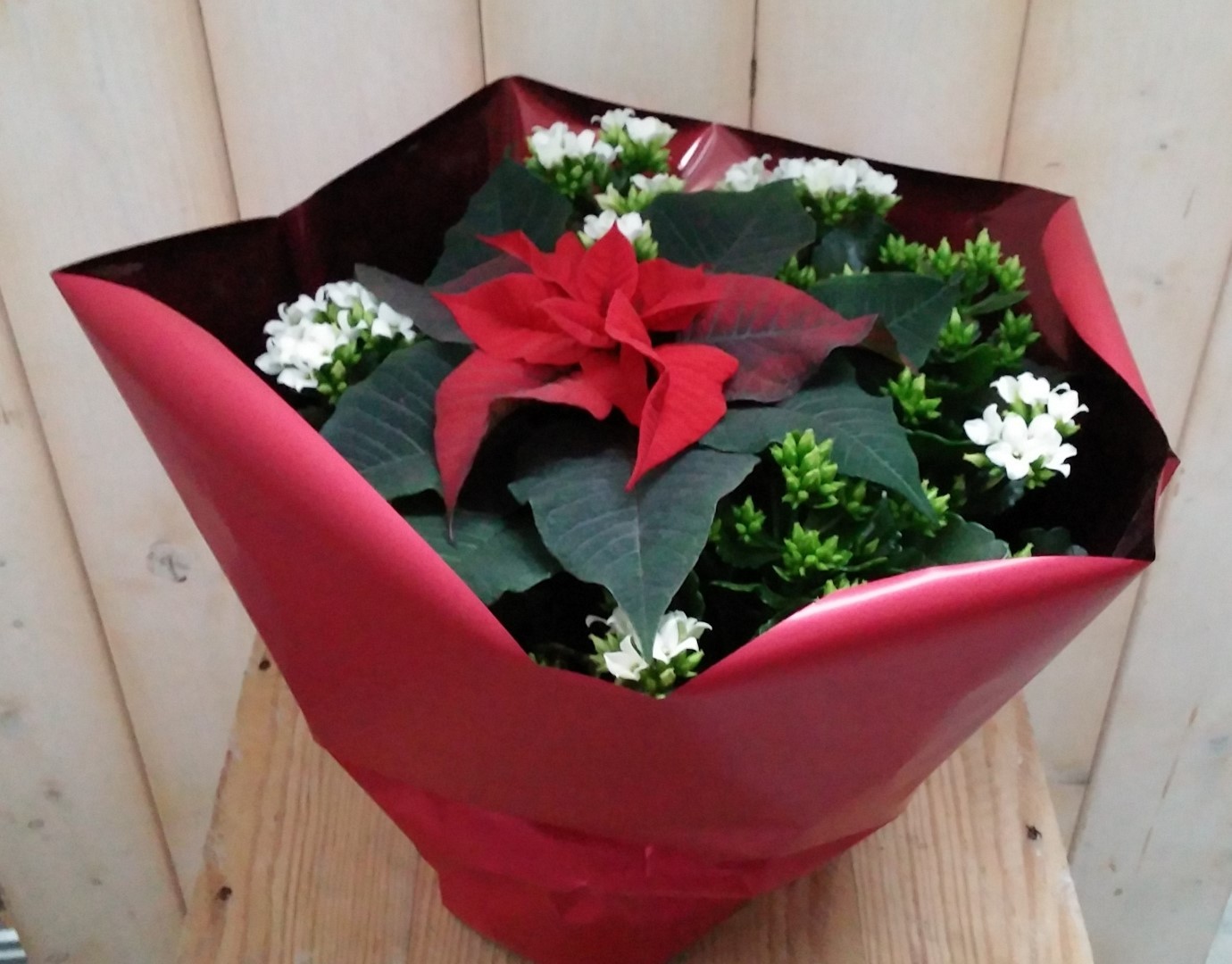 Kerstster met witte Kalanchoe - Warentuin Natuurlijk