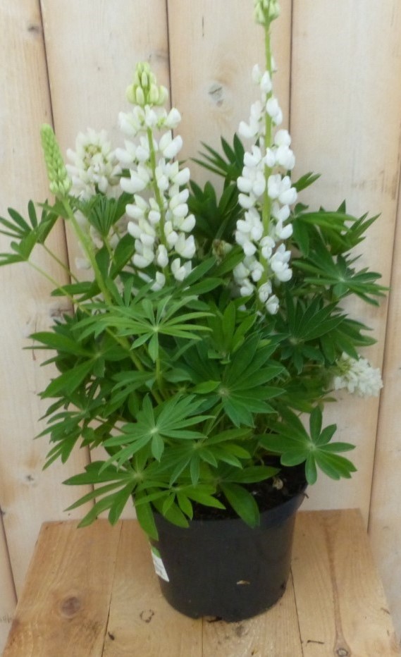 Lupinus wit 50 cm