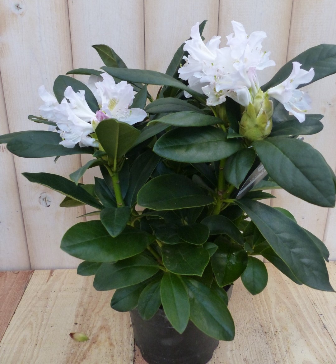 Rododendron 40 cm wit