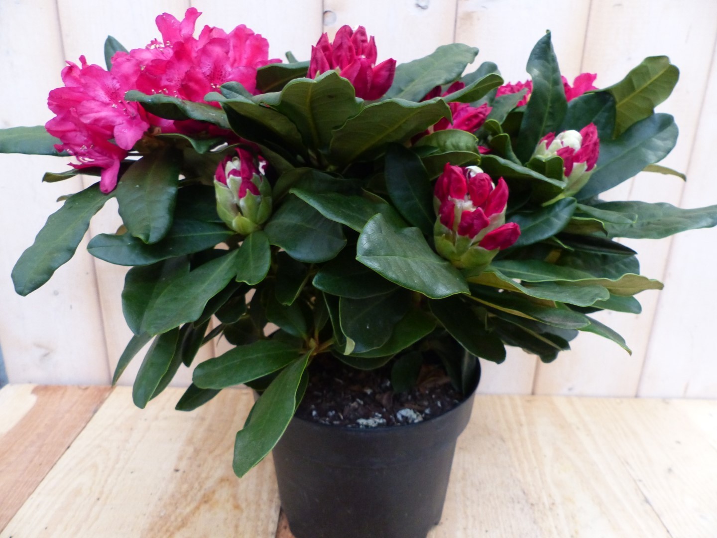 Rododendron 60 cm rood