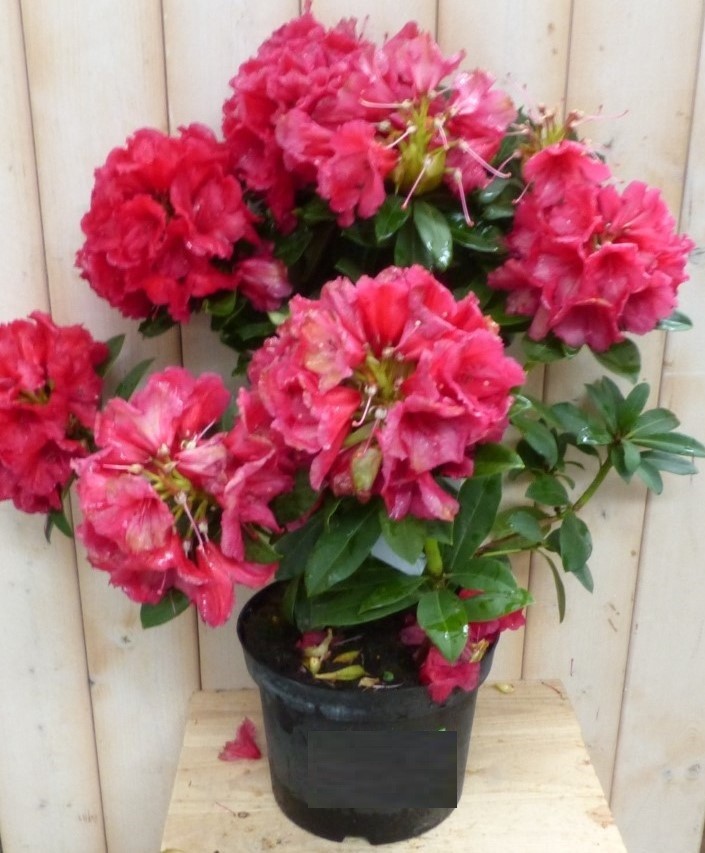 Rododendron 80 cm rood