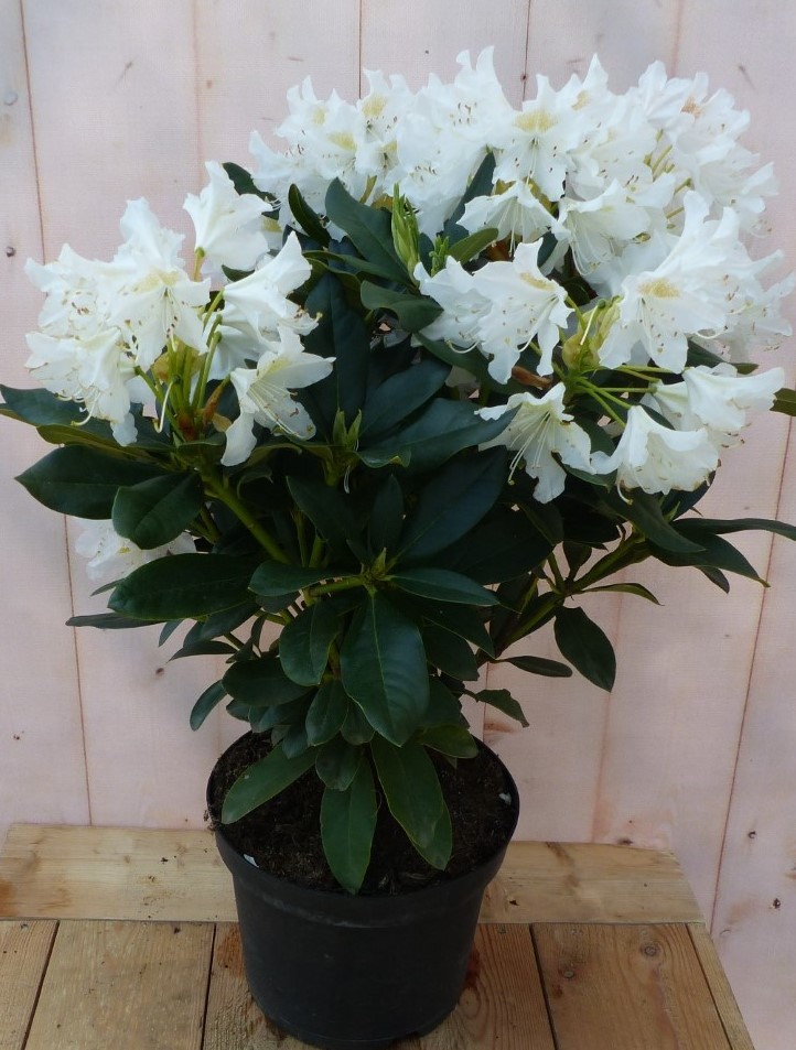 Rododendron 80 cm wit