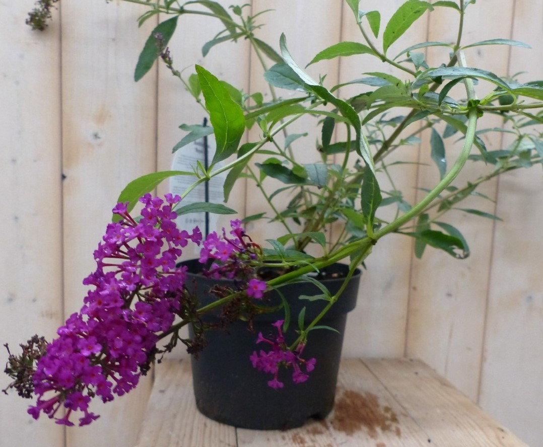 Vlinderstruik Buddleja Roze 55 cm Warentuin Natuurlijk