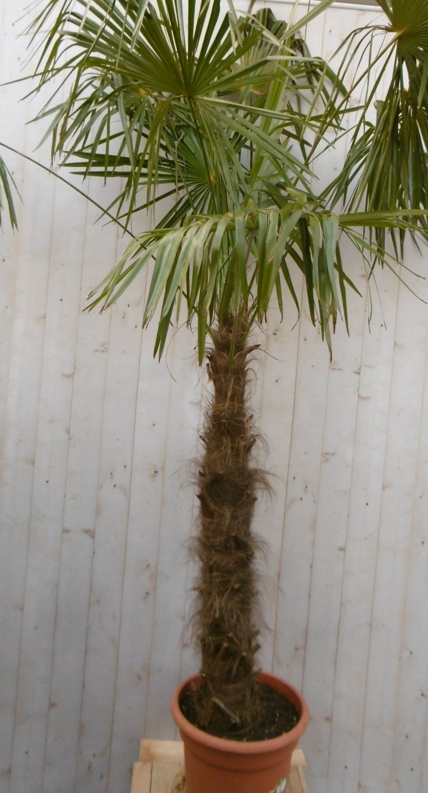 Winterharde Palmboom stamhoogte 150 cm en hoogte 300 cm Warentuin Natuurlijk