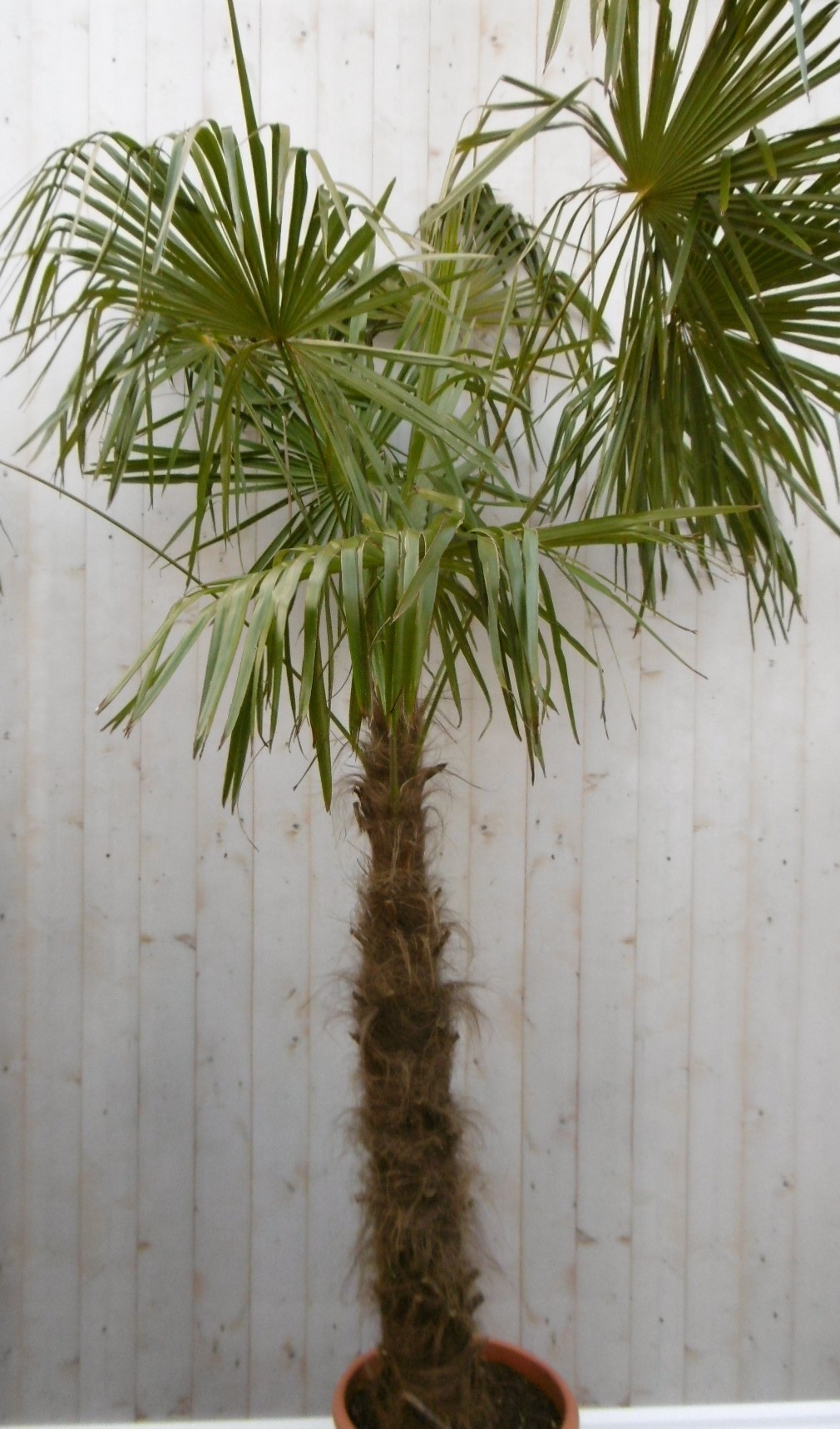 Winterharde Palmboom stamhoogte 100 cm en hoogte 225 cm - Warentuin Natuurlijk